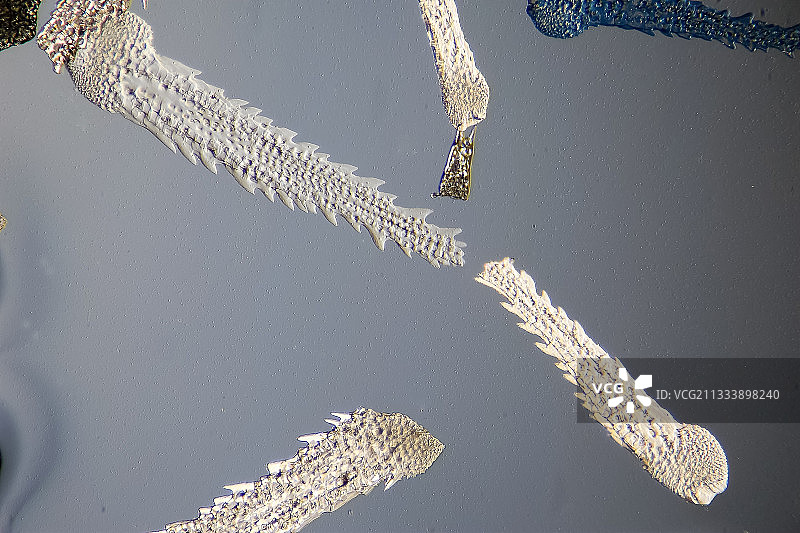 霍夫曼博士方法调制的对比照明，放大倍数50倍图片素材