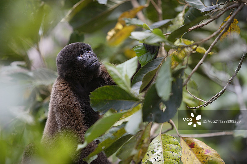秘鲁亚马逊地区绒毛猴保护区图片素材