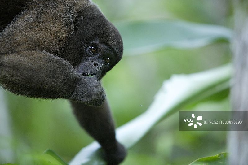 秘鲁亚马逊地区绒毛猴保护区图片素材