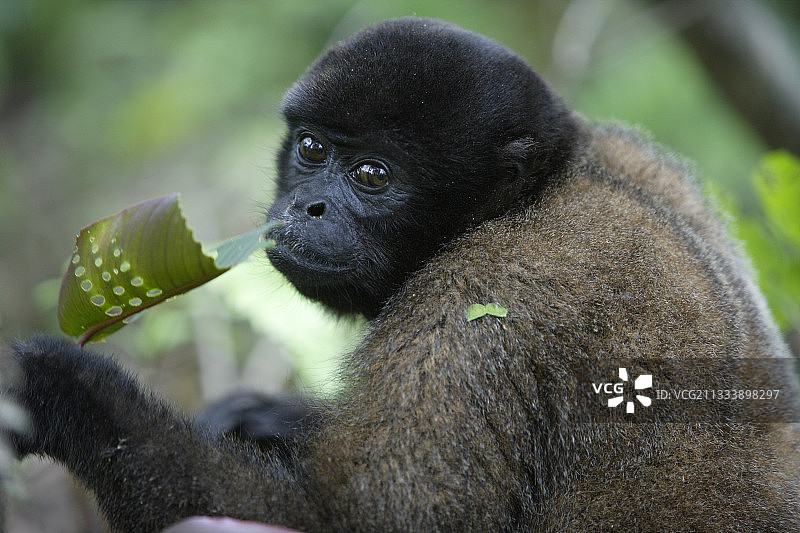 秘鲁亚马逊地区绒毛猴保护区图片素材