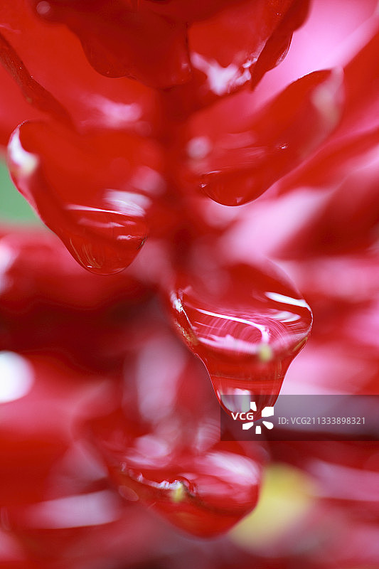 秘鲁亚马逊河上游姜花和水细节图片素材