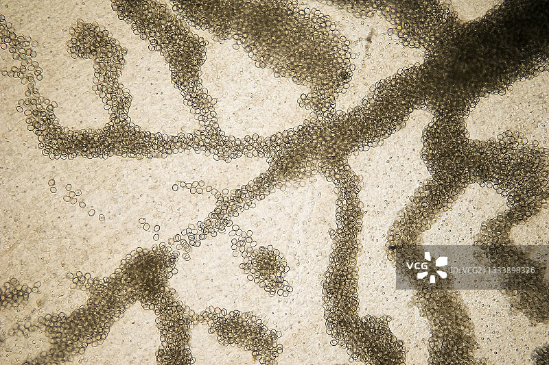 明亮背景下的照明（放大50倍）图片素材