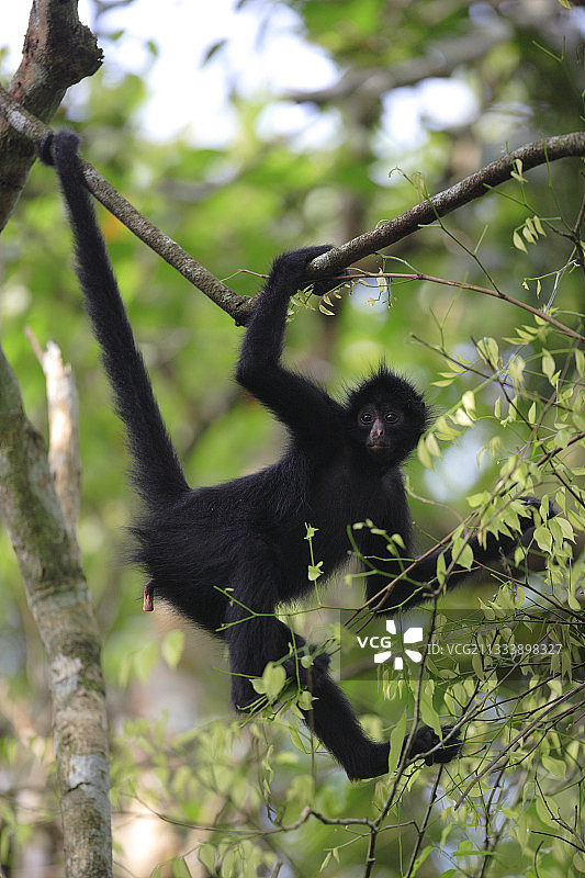 查梅克蜘蛛猴，秘鲁亚马逊河上游伊卡梅佩鲁保护区图片素材