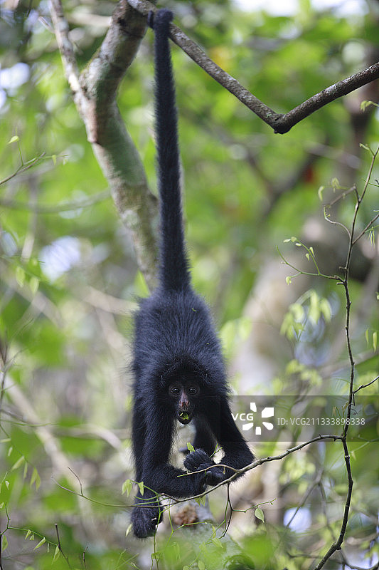 查梅克蜘蛛猴，秘鲁亚马逊河上游伊卡梅佩鲁保护区图片素材