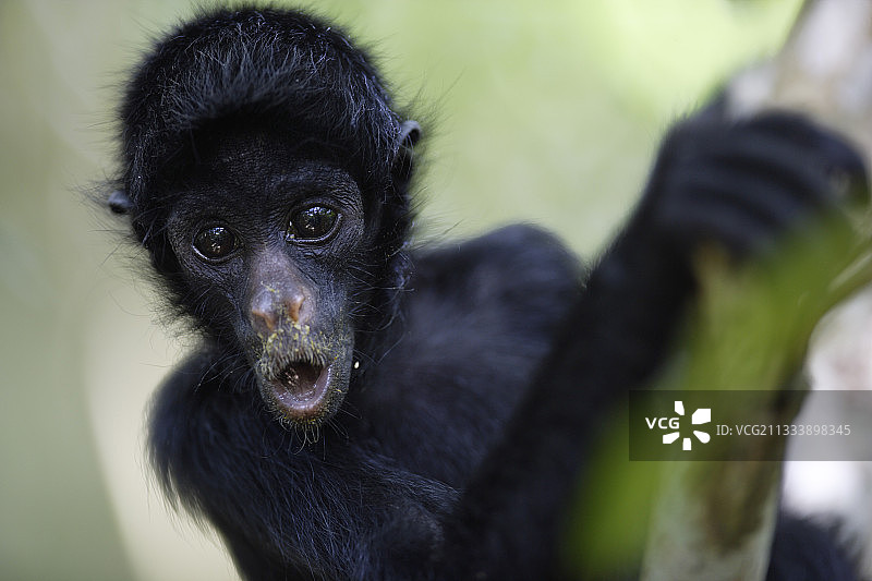 查梅克蜘蛛猴，秘鲁亚马逊河上游伊卡梅佩鲁保护区图片素材