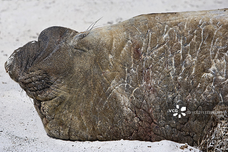 在福克兰群岛休息的年长的雄性北方象海豹图片素材