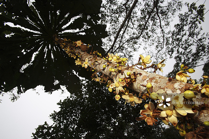 希瓦洛人使用的草药图片素材