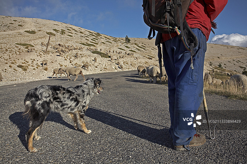 牧人和他的狗守护着法国山间的兽群图片素材