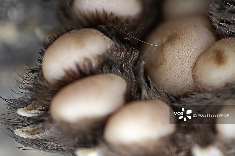 路边死去的欧洲松貂爪子（法国）图片素材