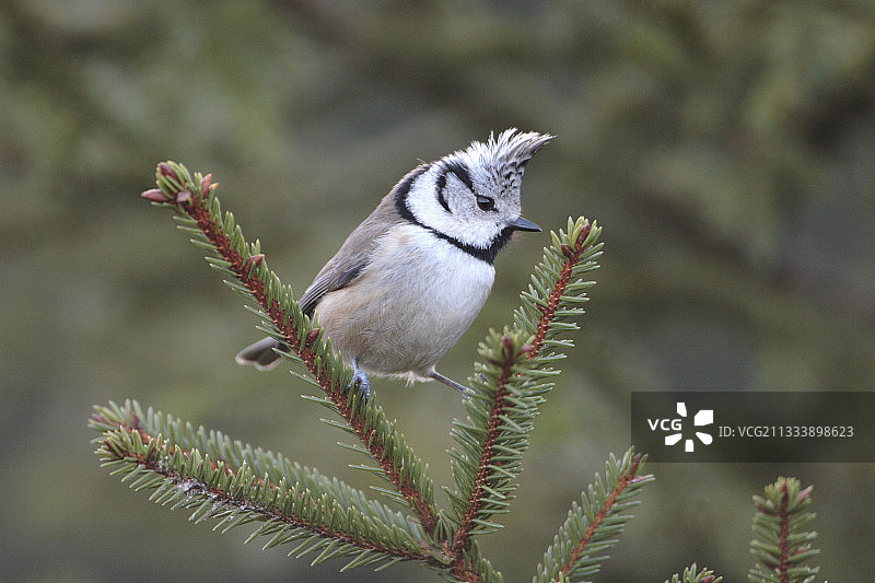 栖息在云杉树枝上的凤头山雀图片素材