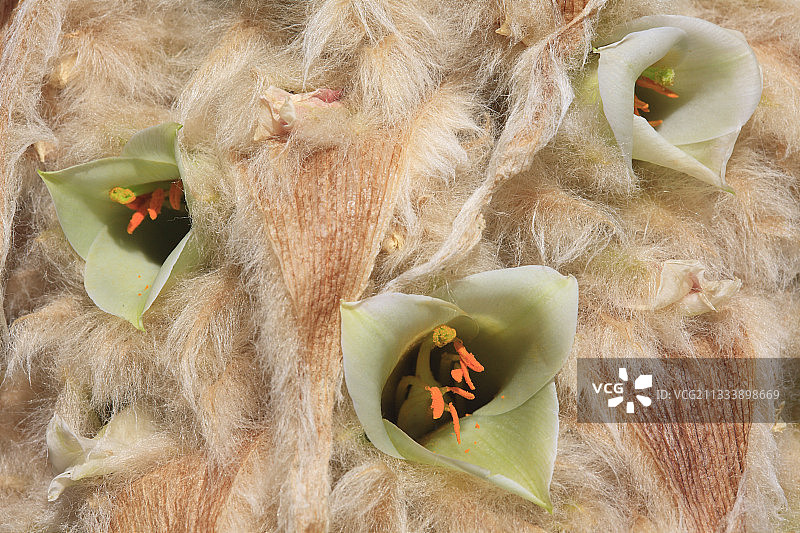 海拔：4700米图片素材