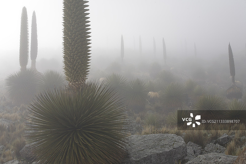 安第斯山脉的雷蒙德氏普雅花图片素材