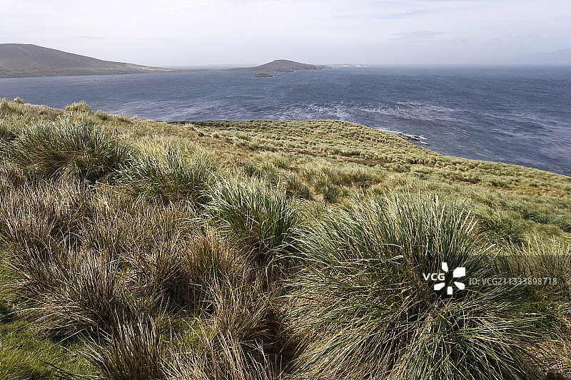 海洋鸟类生物多样性和筑巢的重要植物图片素材