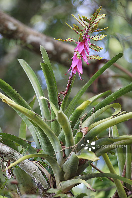 秘鲁帕卡亚-萨米里亚国家保护区附生植物图片素材