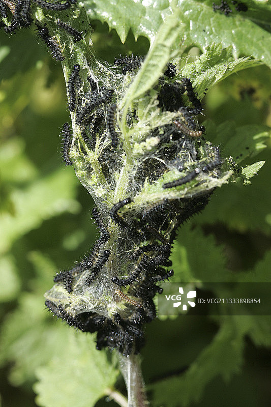 荨麻茎上的坎伯韦尔美女毛毛虫巢图片素材