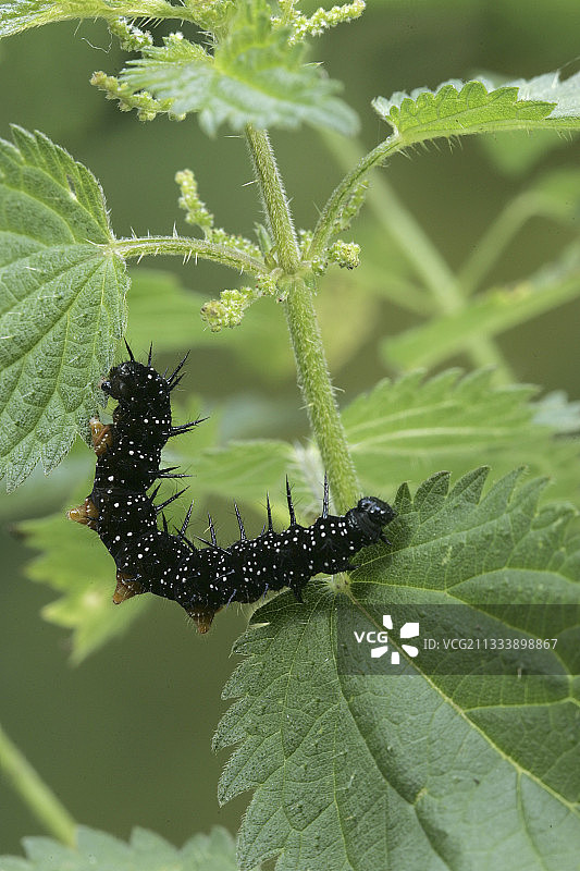 在法国荨麻上移动的黄缘蛱蝶毛虫图片素材