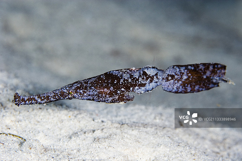 马拉图阿岛，沙地里的幽灵海龙图片素材