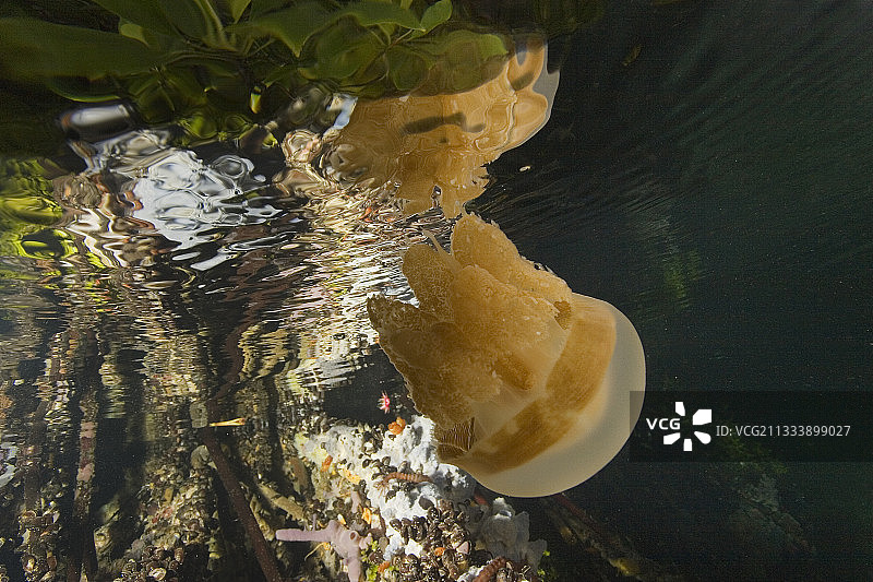 卡卡班岛水母图片素材