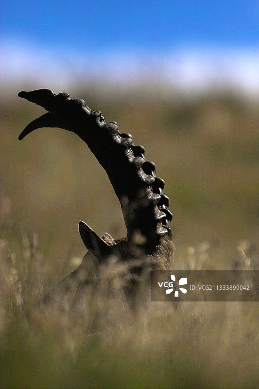 法国沙布莱山地野山羊角图片素材