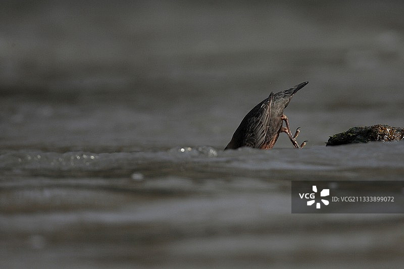 白喉河乌在法国马恩河捕鱼图片素材