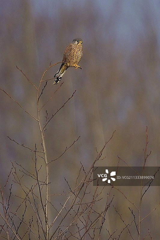马恩河畔法国的树枝上的普通红隼图片素材