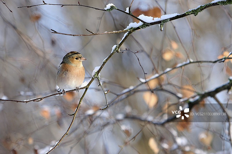 法国马恩省覆盖着雪的树枝上的苍头燕雀图片素材