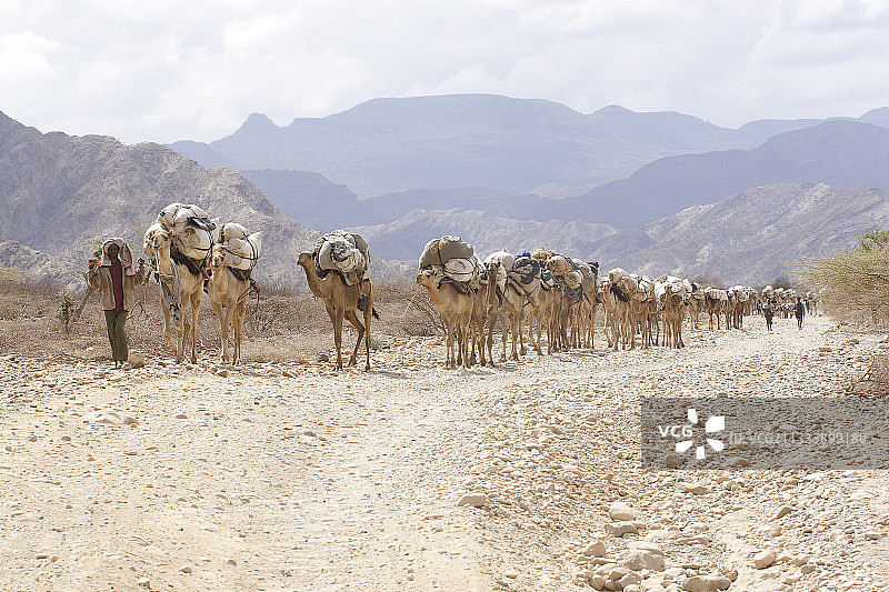 运载饲料的骆驼队，埃塞俄比亚图片素材