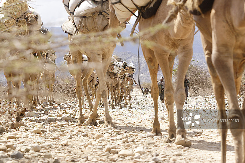 运载饲料的骆驼队，埃塞俄比亚图片素材