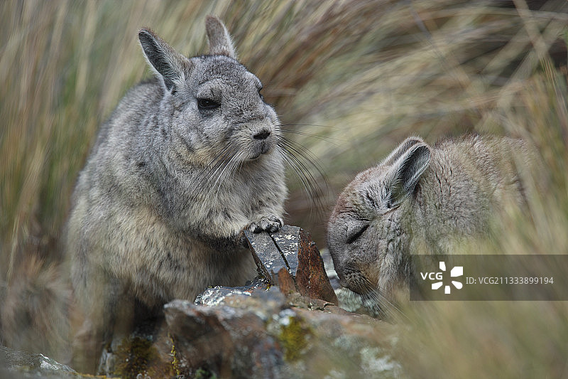 布兰卡山脉安第斯山脉的幼年山兔图片素材