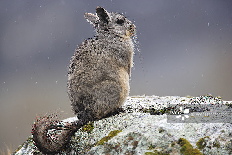 山绒鼠，布兰卡山脉，秘鲁安第斯山脉图片素材