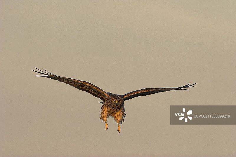 法国卡尔瓦多斯省飞行的雌性鹞图片素材