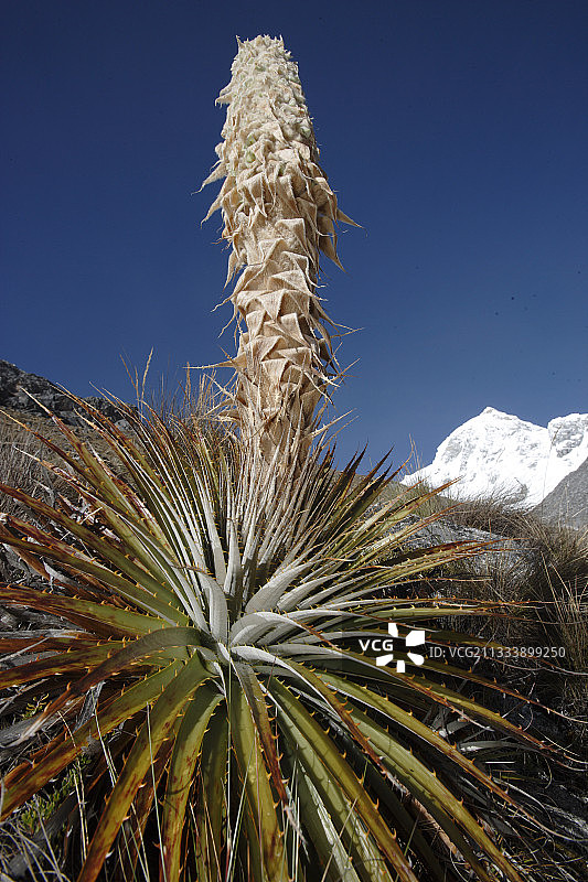 海拔：4700米图片素材
