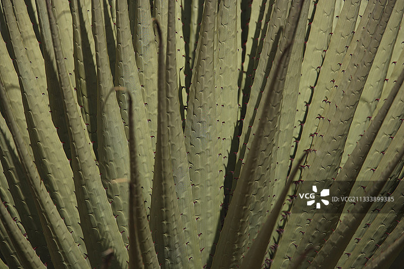 安第斯山脉秘鲁地区的雷蒙德普亚凤梨图片素材