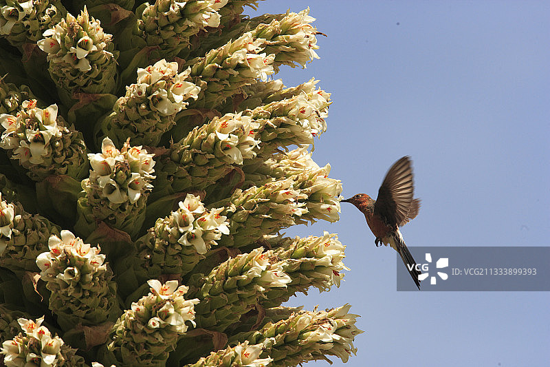 巨型蜂鸟在雷蒙德普亚花上采蜜（秘鲁）图片素材