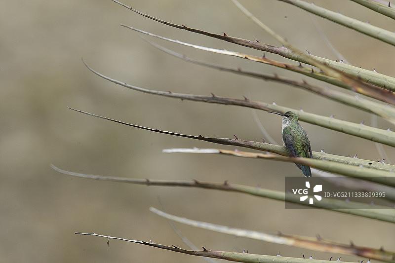 叶子上的绿头辉星蜂鸟，秘鲁图片素材