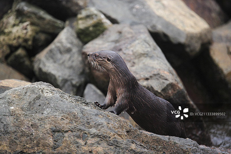 秘鲁伊洛地区的海洋水獭图片素材