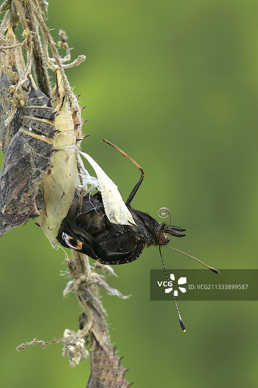 从蛹中羽化的黄缘蛱蝶图片素材