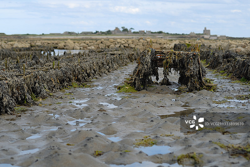 诺曼底圣瓦斯特的公园牡蛎图片素材