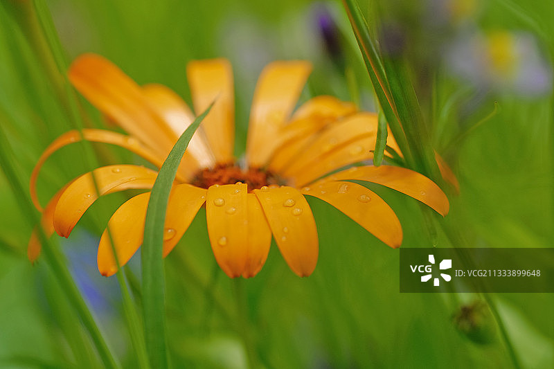 诺曼底的非洲落叶雏菊图片素材