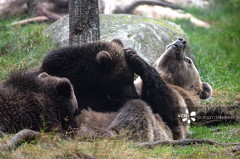 棕熊幼崽在瑞典吸吮母乳图片素材