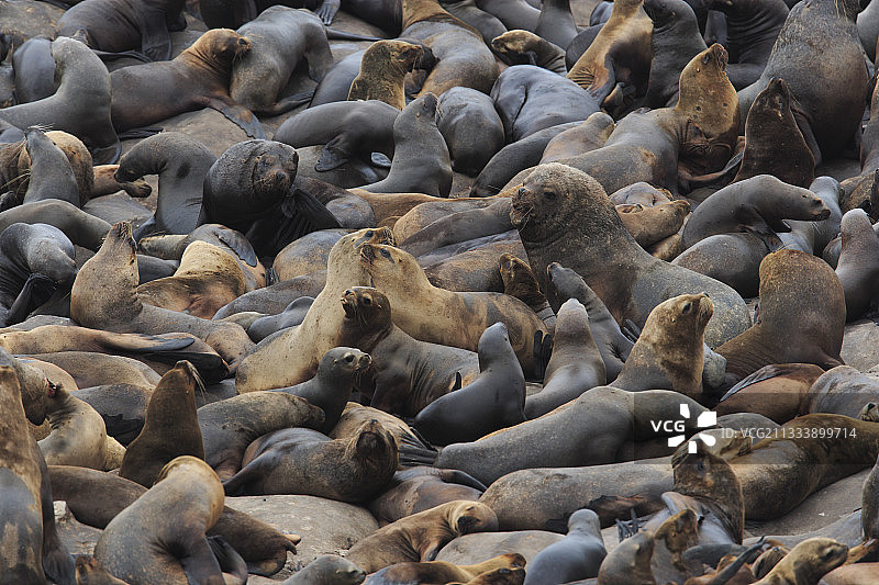 科勒斯角海狮和海狗保护区，秘鲁伊洛图片素材