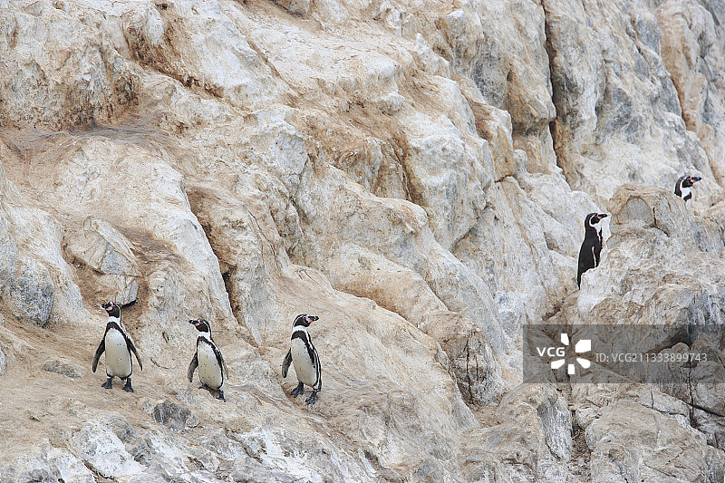 秘鲁蓬塔科勒斯洪堡企鹅保护区图片素材
