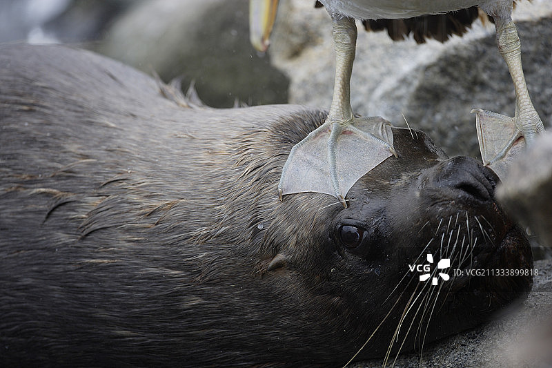 在秘鲁南部海狮海岸上行走的秘鲁鹈鹕图片素材