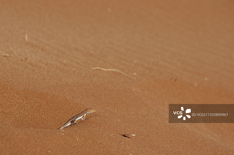 纳米比亚索苏斯维利纳米布沙漠的沙丘蜥蜴图片素材