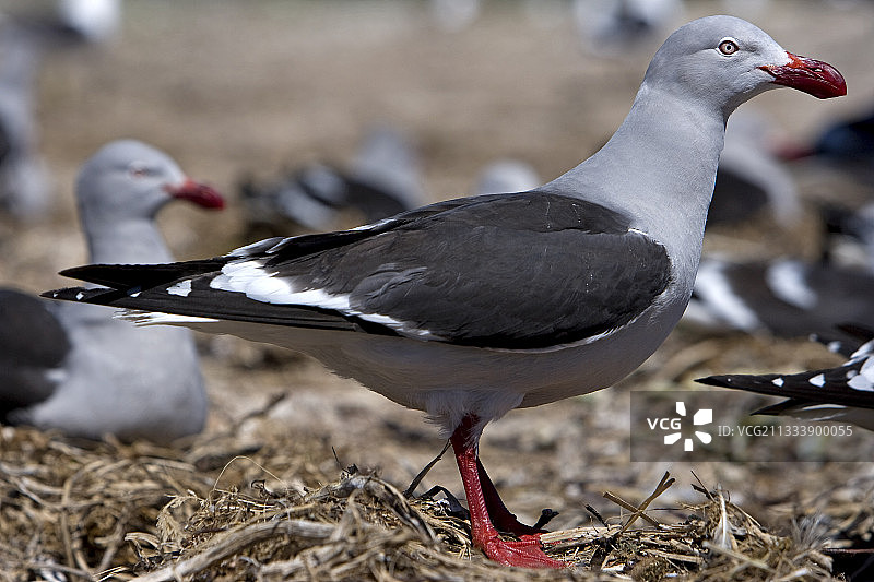 在福克兰群岛鸟巢中的海鸥画像图片素材