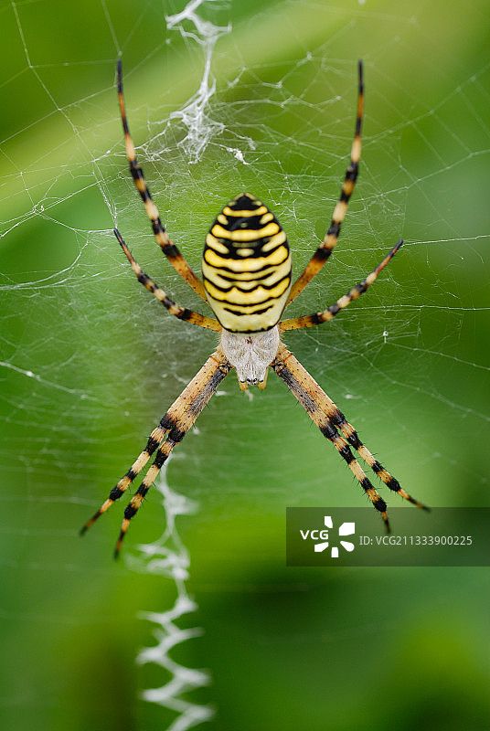 诺曼底画布上的人面蜘蛛图片素材