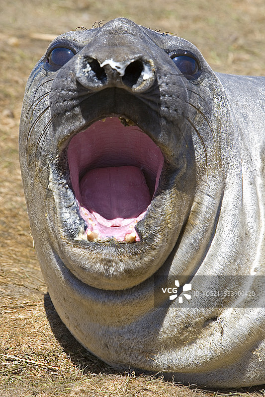 在福克兰群岛打呵欠的北方象海豹图片素材