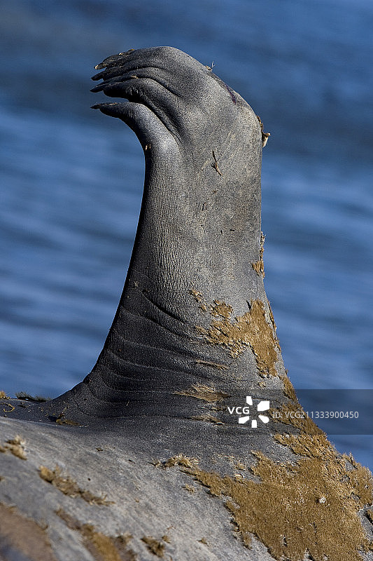 福克兰群岛北方象海豹鳍特写图片素材