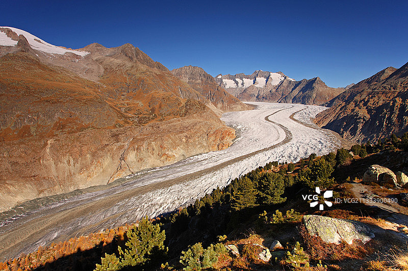 位于阿莱奇冰川边缘的落叶松和瑞士石松图片素材