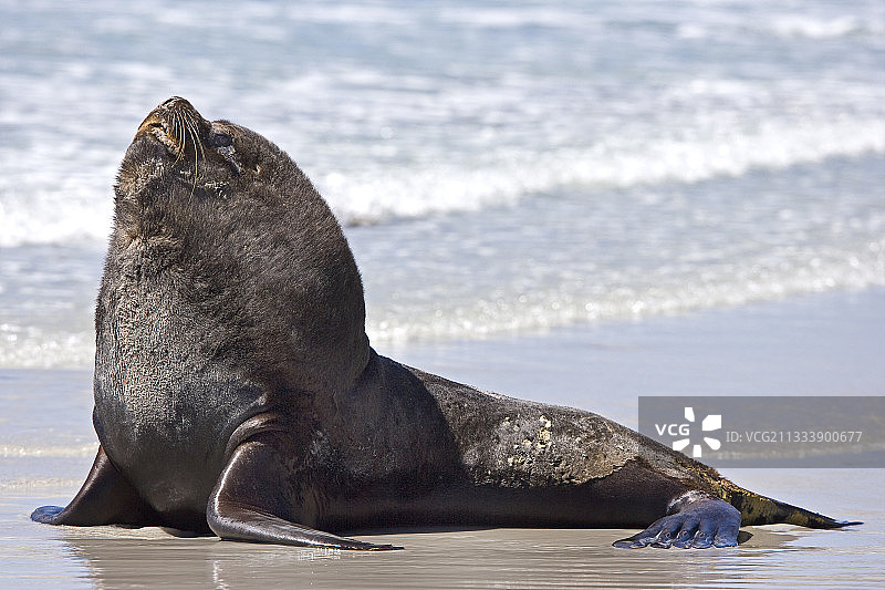 福克兰群岛海滩上晒日光浴的雄性海狗图片素材